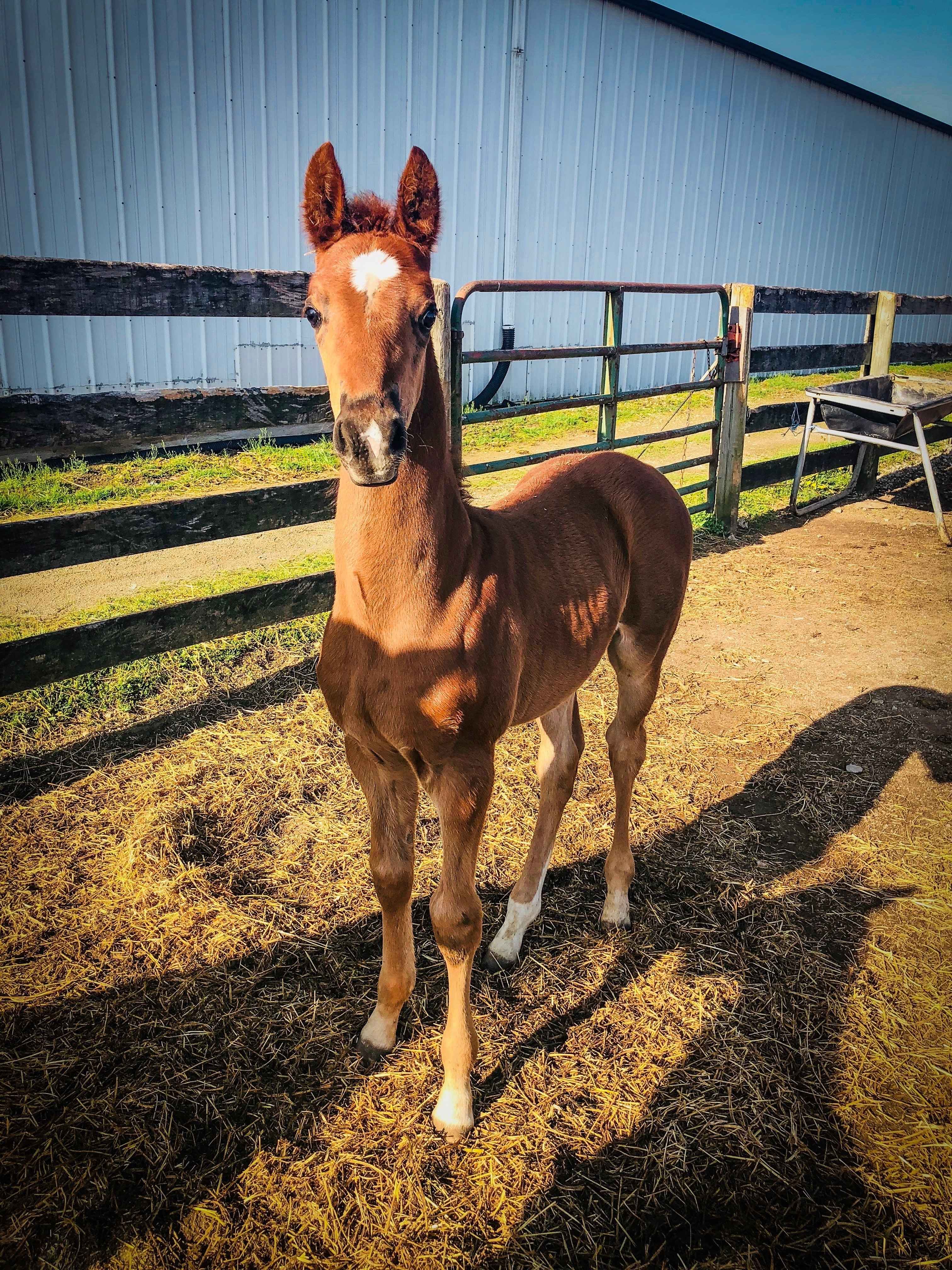 Pam boyers foal.jpg