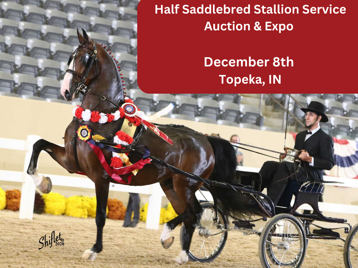 Half Saddlebred Stallion