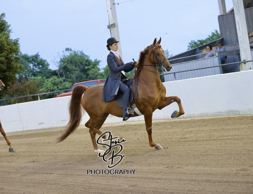 Sunrise's Strawberry Fields with Jenny McGowan- Select Series Show Pleasure winner.jpg