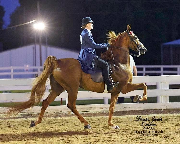 King Midas-Boehmer Stables.jpg