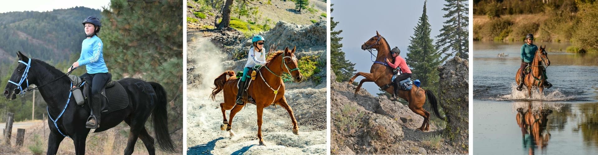 saddlebreds in endurance at cougar rock tevis